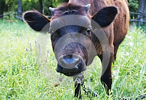 Blackcow head milk bull