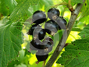 Blackcurrant