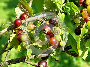 Blackcurrant photo