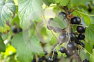 Blackcurrant berries on a bush. Ripe black currants are ready for harvesting. Among the leaves of green are bunches of