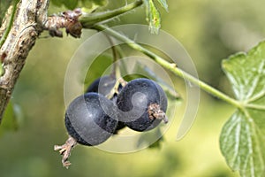 Blackcurrant berries photo