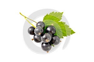 Blackcurrant berries with leaf top