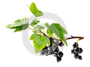 Blackcurrant on the branch