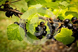 Blackcurrant branch - Ribes nigrum