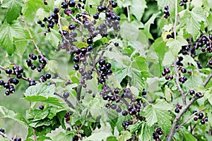 Blackcurrant branches with berries