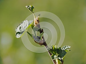 Blackcurrant with buds before flowering.