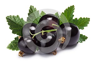 Blackcurrant bunch (Ribes Nigrum), clipping path