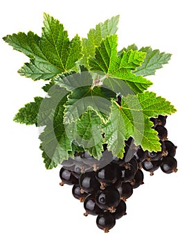 Blackcurrant bunch (Ribes Nigrum), clipping path photo