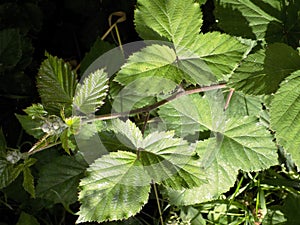 Blackcurrant Bush In An English Country Garden