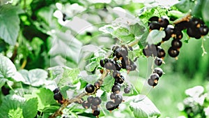 Blackcurrant on a bush with green leaves on a branch in garden