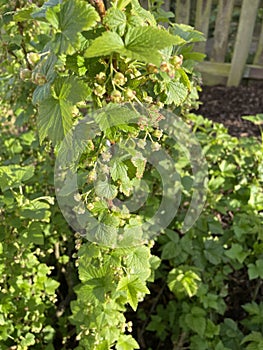 Blackcurrant bush new growth