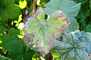 Blackcurrant disease. Anthracnose on the leaf