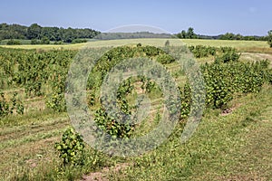 Blackcurrant field in Poland