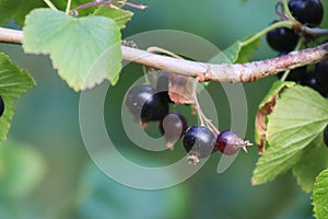 Blackcurrant fruits ripen on a bush in the garden