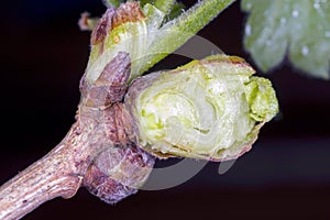 blackcurrant gall or big bud mite (Cecidophyopsis ribis). Enlarged cut buds on currant.