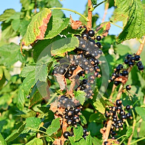 Blackcurrant growing on a branch