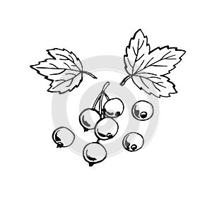 Blackcurrant. Hand drawn illustration converted to vector