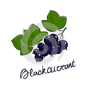 Blackcurrant isolated on white background