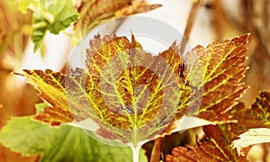 Blackcurrant leaf close -up