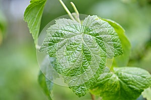 a blackcurrant leaf in close-up growing on a bush