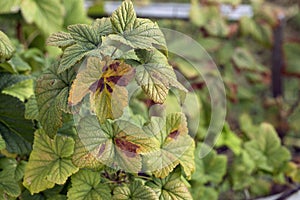 blackcurrant leaf damage as symptoms of anthracnose