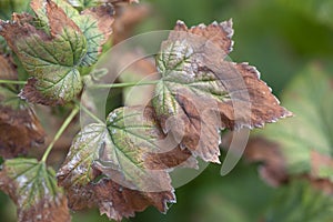 blackcurrant leaf damage as symptoms of fusarium wilt