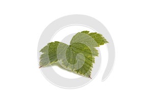 Blackcurrant leaf isolated on white background with shadow macro