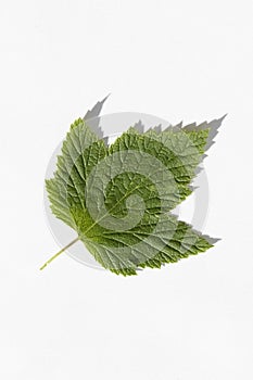 Blackcurrant leaf on white with shadow macro photo