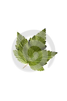 Blackcurrant leaf on white macro photo