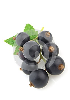 Blackcurrant with leaves photo