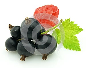 Blackcurrant with raspberry