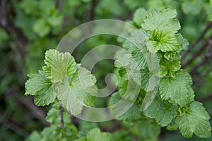 The Blackcurrant (Ribes nigrum)