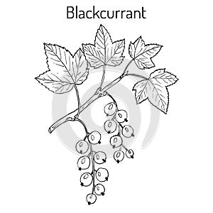 Blackcurrant Ribes nigrum