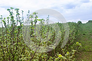 Blackcurrant (Ribes nigrum) growing in a field