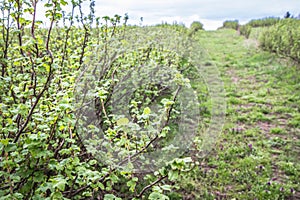 Blackcurrant (Ribes nigrum) growing in a field