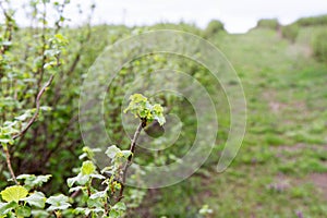 Blackcurrant (Ribes nigrum) growing in a field