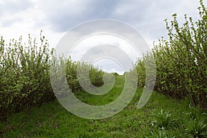 Blackcurrant (Ribes nigrum) growing in a field