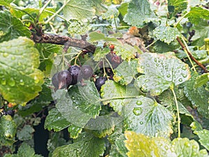Blackcurrant (Ribes nigrum) and nidigrolaria hybrid plant called josta with sweet fruit photo