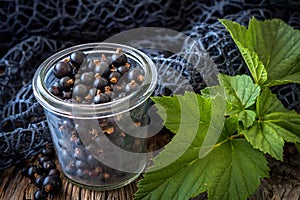 The blackcurrant Ribes nigrum photo