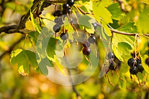 Blackcurrant Ripe Berries Ribes nigrum