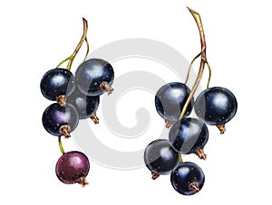 Blackcurrant watercolor illustration. Realistic ripe berries. Set of two branches. Juicy artwork with shiny sweet food