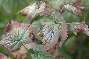 blackcurrant wilt disease is caused by fungi of genus Fusarium or Verticillium