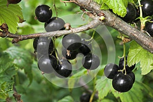 Blackcurrants on the bush