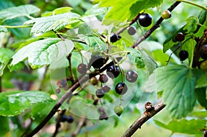 Blackcurrants on the bush branch