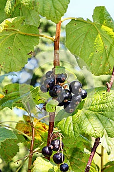 Blackcurrants fruit