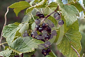 Blackcurrants in a garden