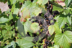 Blackcurrants growing.