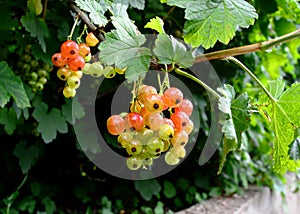 Blackcurrants