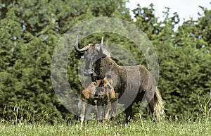 Blacke Wildebeest, connochaetes gnou, Female with Calf