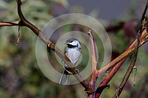 Blacked-capped chickadee on a branch on a sunny autumn day.